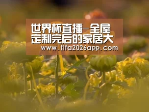世界杯直播